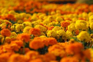 picture of marigold flower