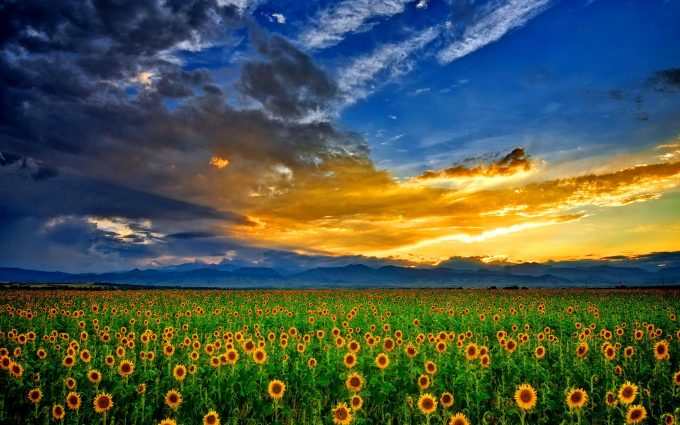 Picture Of Sunflower Hd Desktop Wallpapers 4k Hd