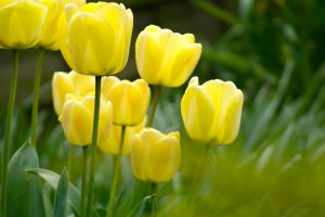 picture of tulip flowers