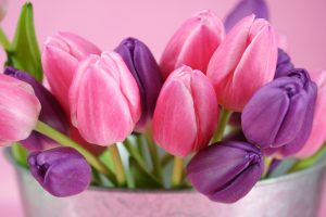 picture of tulips flower