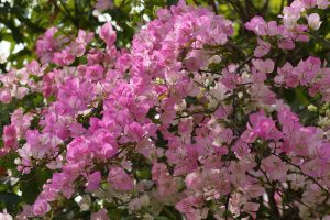 pictures of bougainvillea flowers