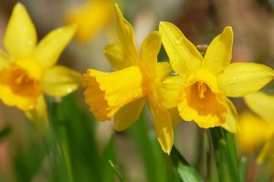 pictures of daffodils