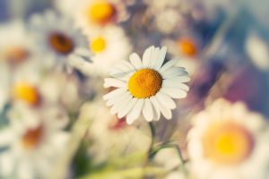 pictures of daisies
