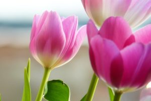pictures of flowers tulips