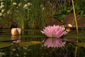 pictures of lotus flower