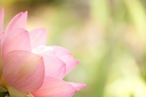 pictures of lotus flowers