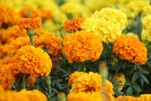 pictures of marigold flowers