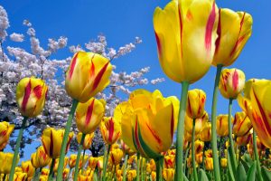 pictures of yellow tulips flowers