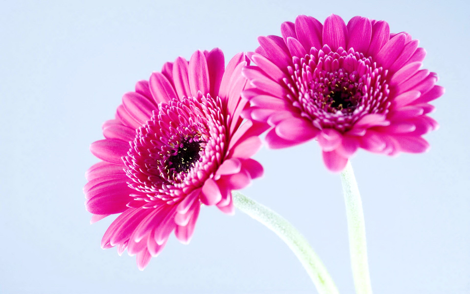 pink flower image - HD Desktop Wallpapers | 4k HD