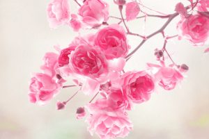 pink flower wallpapers
