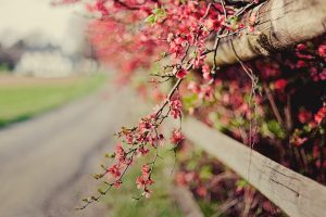 pink flowers fence nature bokeh
