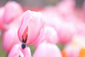 pink flowers tulips