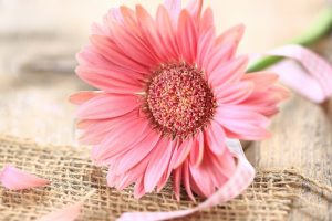 pink gerberas flower