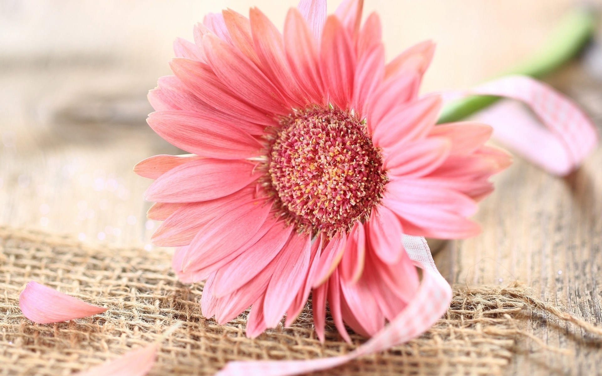 pink gerberas flower - HD Desktop Wallpapers | 4k HD
