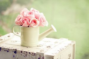 pink rose wallpaper free download