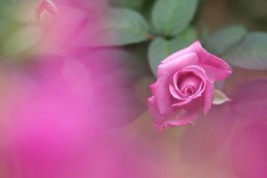 pink rose wallpaper garden
