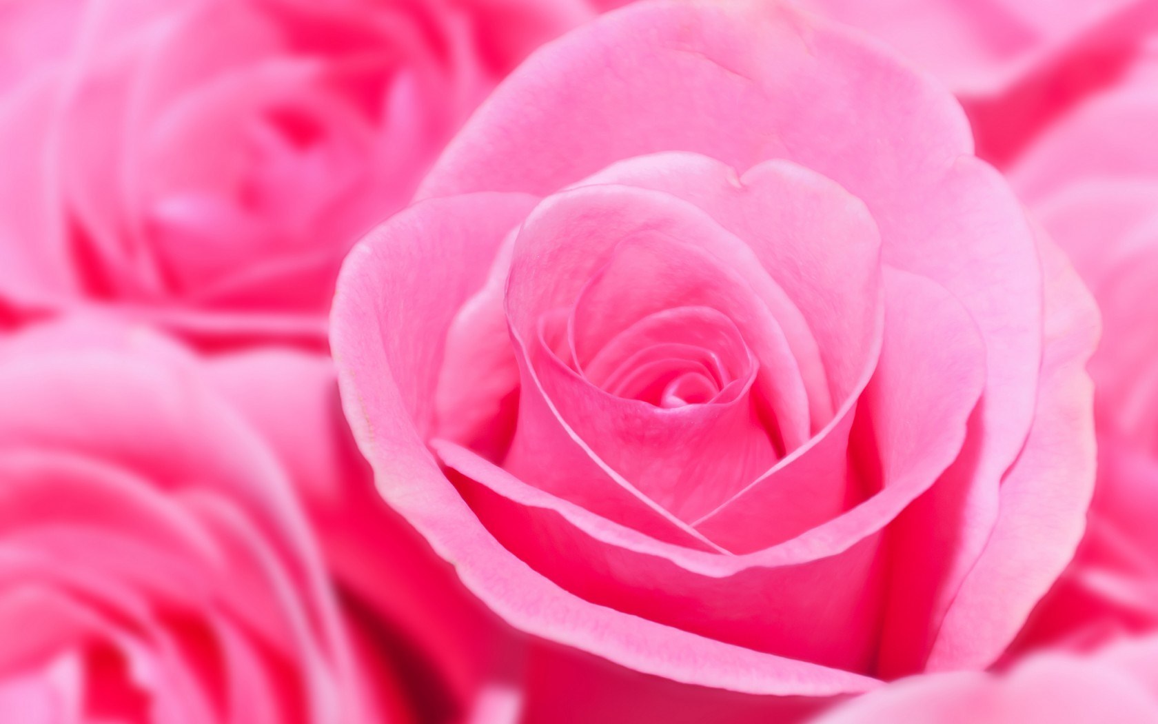 pink rose wallpaper  hd