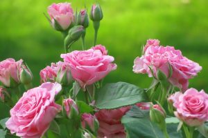 pink roses wallpaper download