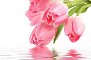 pink tulip picture
