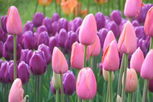 pink tulip pictures