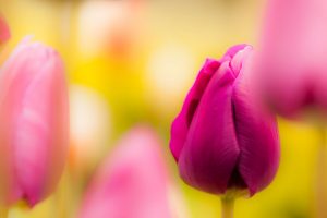 pink tulips blur photo