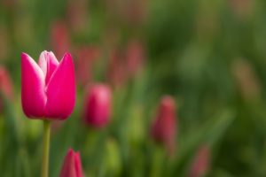 pink tulips great