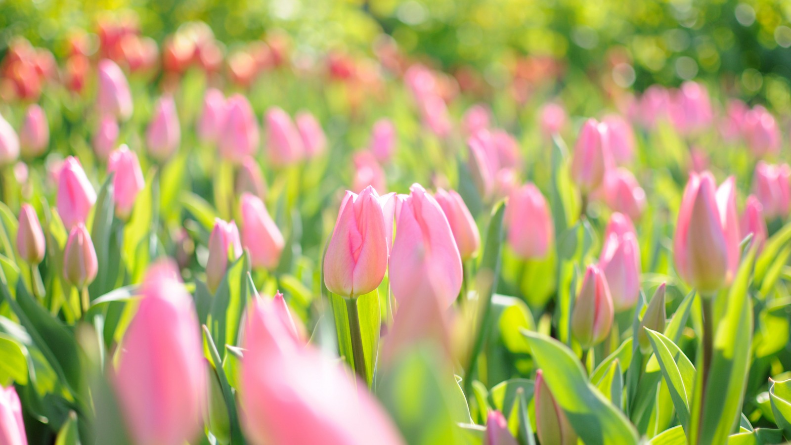 pink tulips - HD Desktop Wallpapers | 4k HD