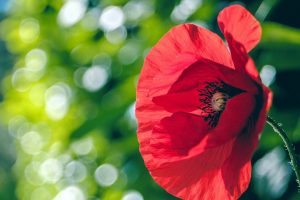poppy backgrounds download