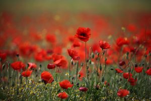 poppy pictures hd