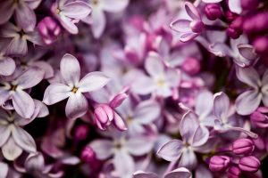 pretty lilac flowers