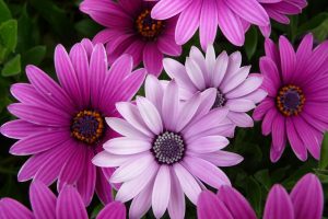 purple and pink flower wallpaper