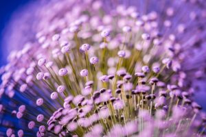 purple flower A5