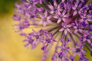 purple flower free