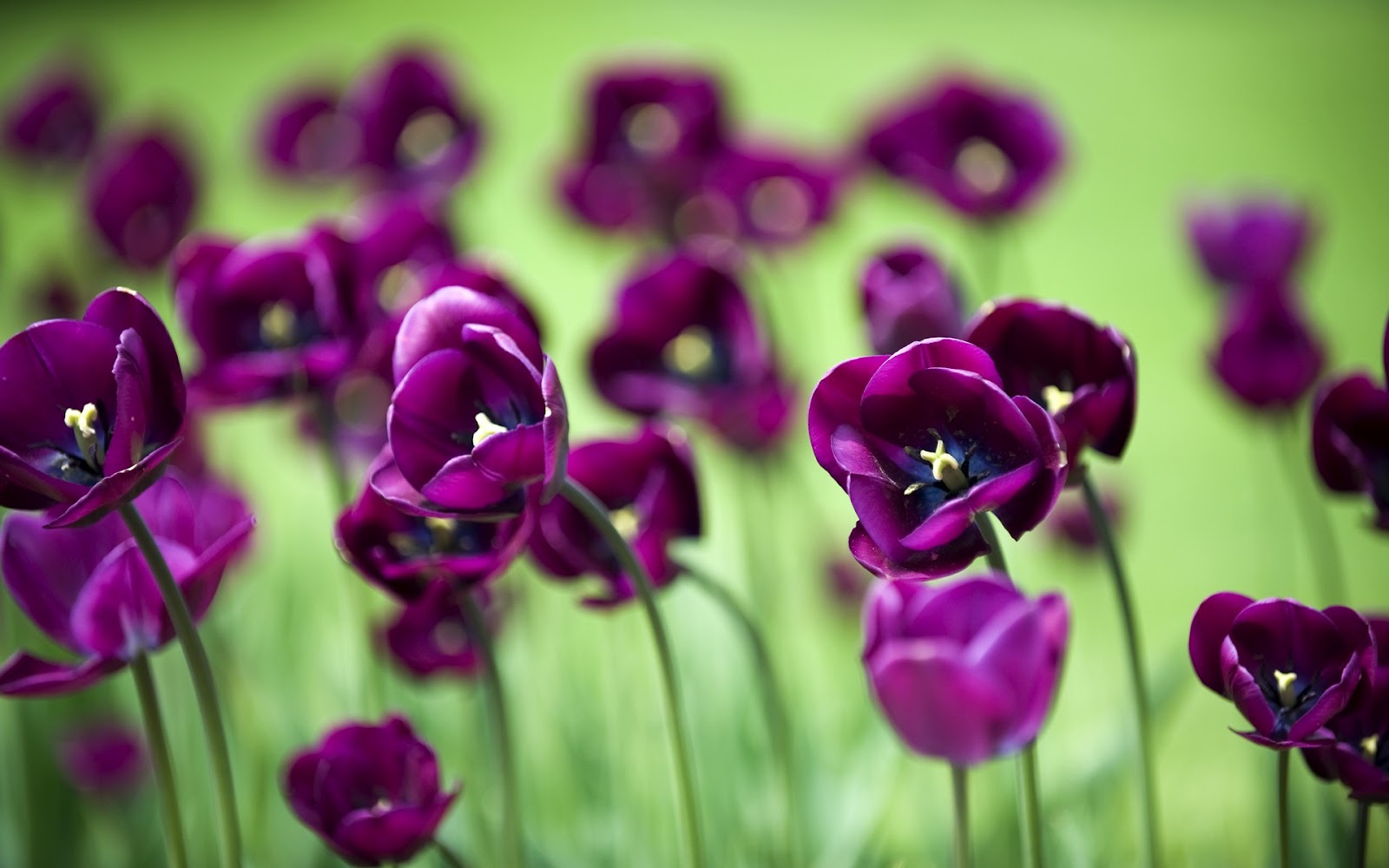 purple flower images
