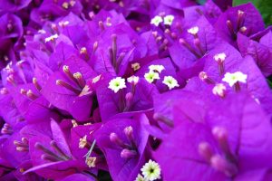 purple flowers A17