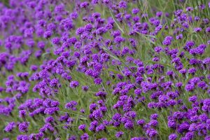 purple flowers A20