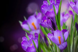 purple flowers A23