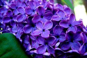 purple flowers nature