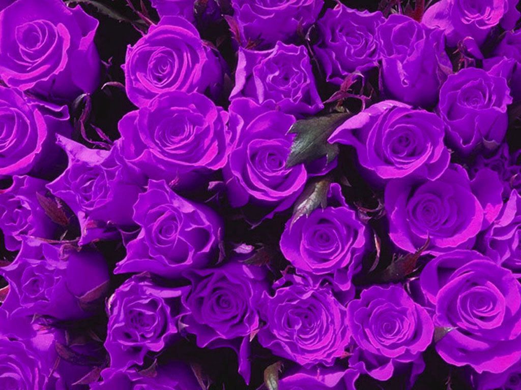 purple flowers photo