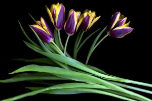 purple tulips hd