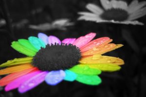 rainbow flower cute