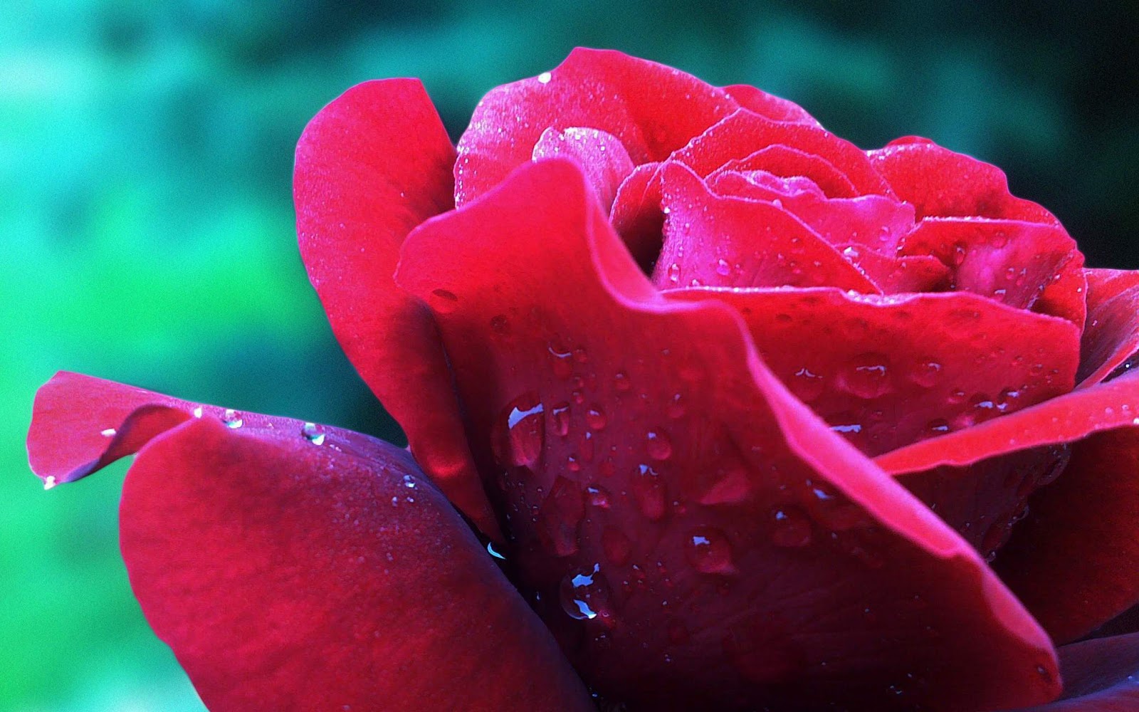 red and pink rose wallpaper