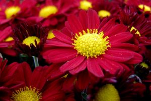 red daisies