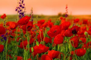 red flowers wallpaper A