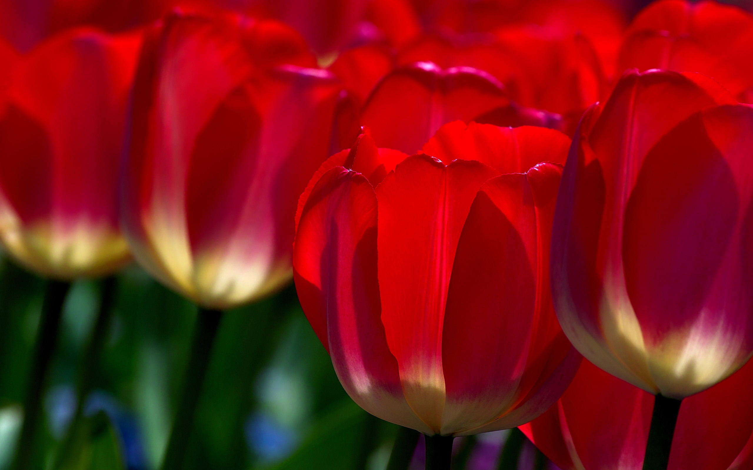 red flowers wallpaper A5 tulip