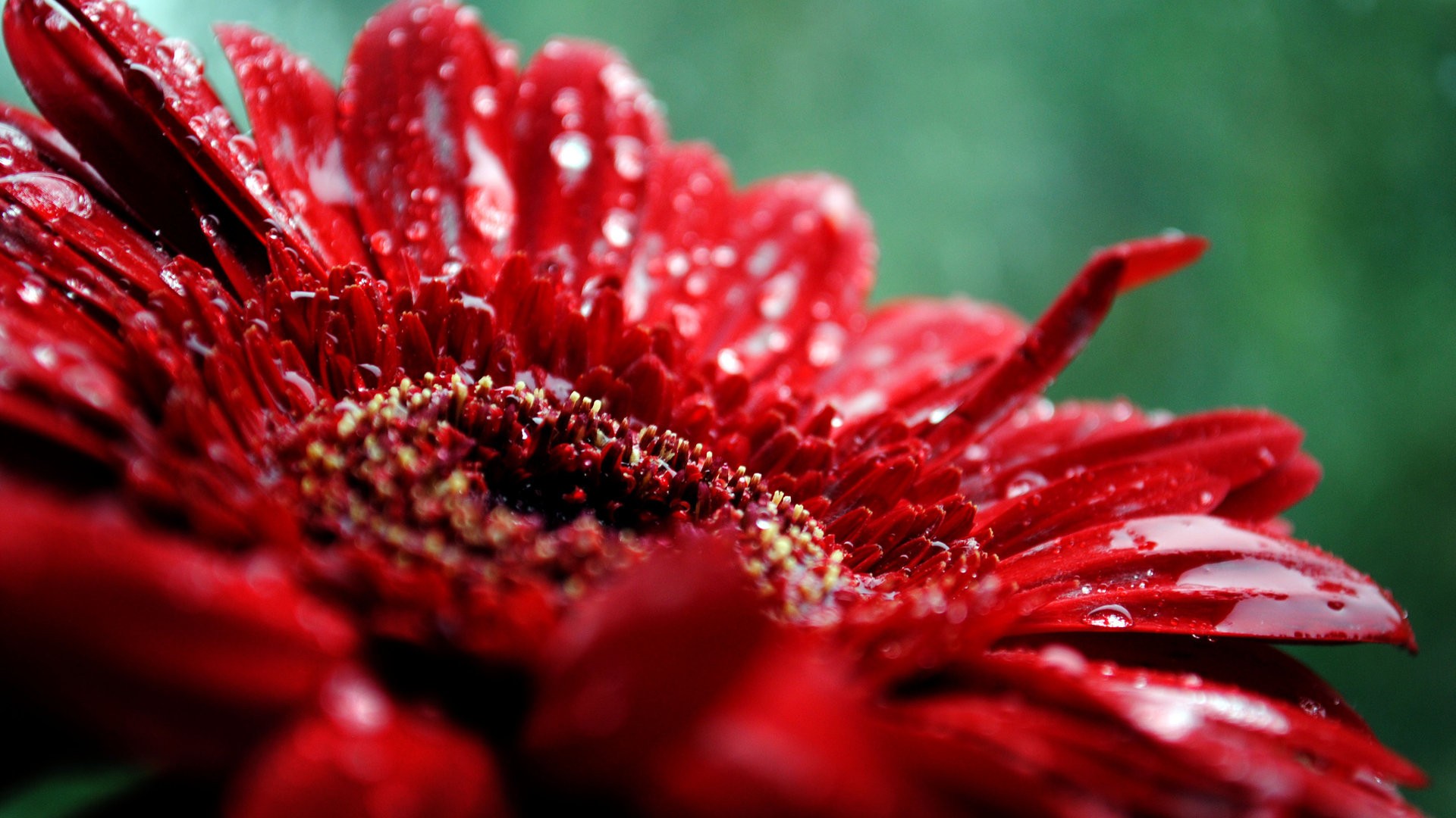 red flowers wallpaper A6