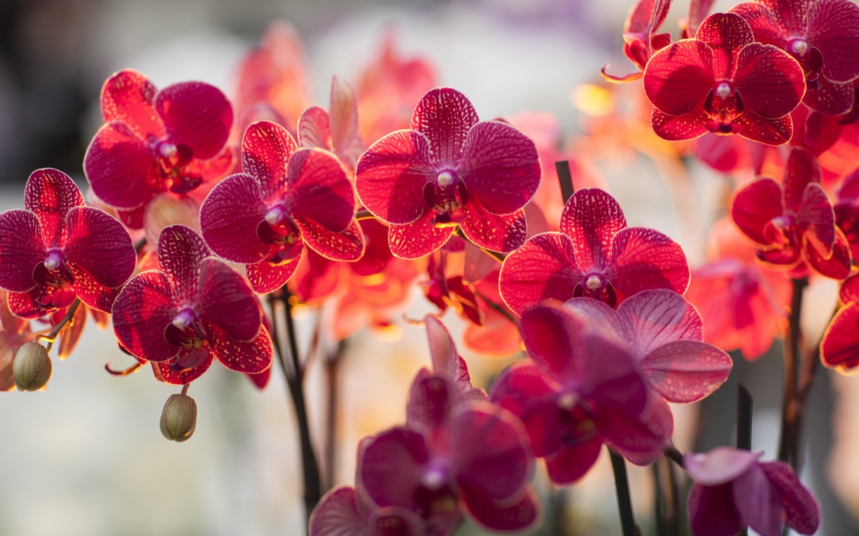 red orchid wallpaper