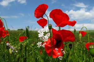 red poppies wallpaper
