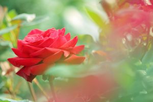 red rose flower wallpapers