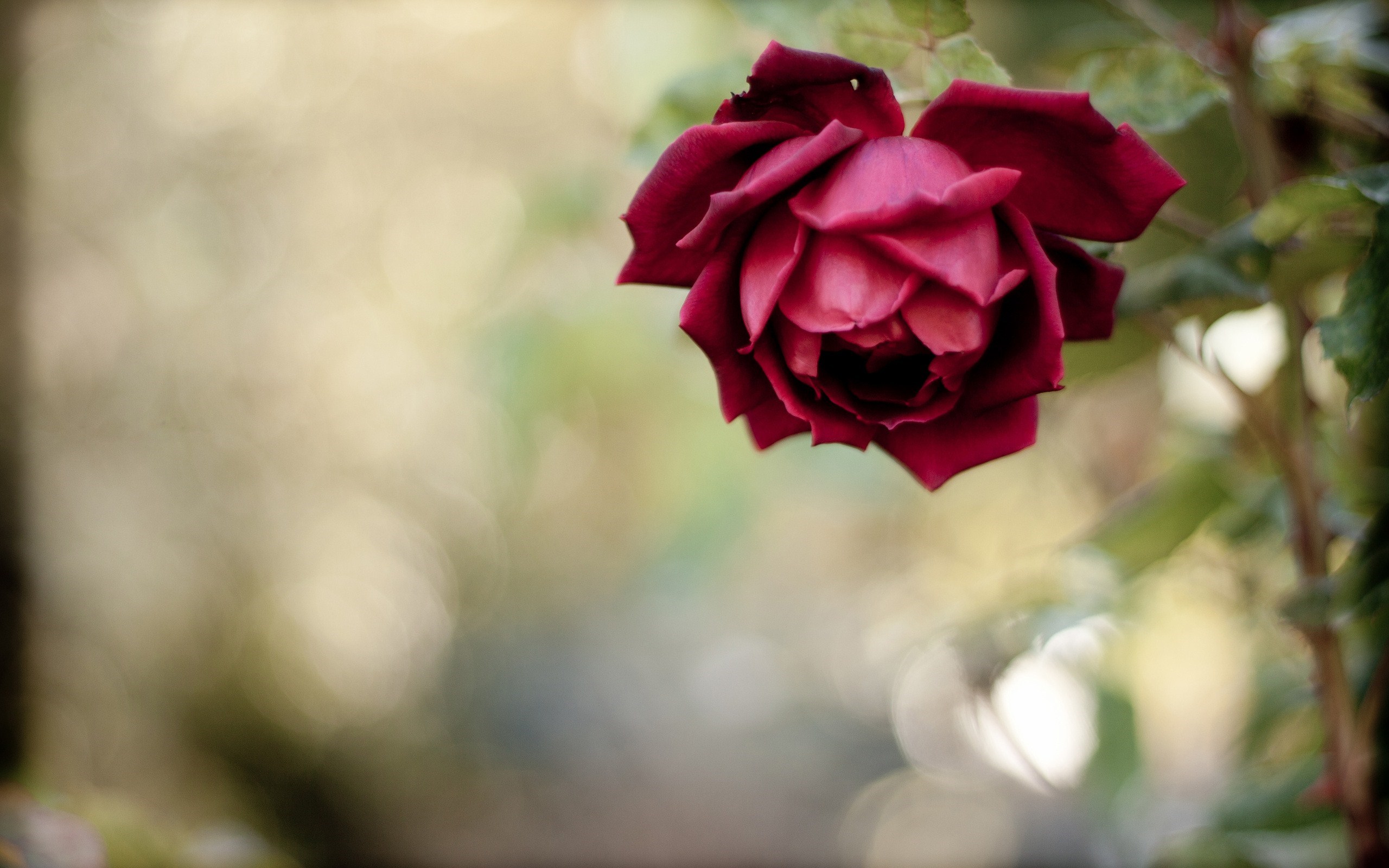 red rose wallpaper free download